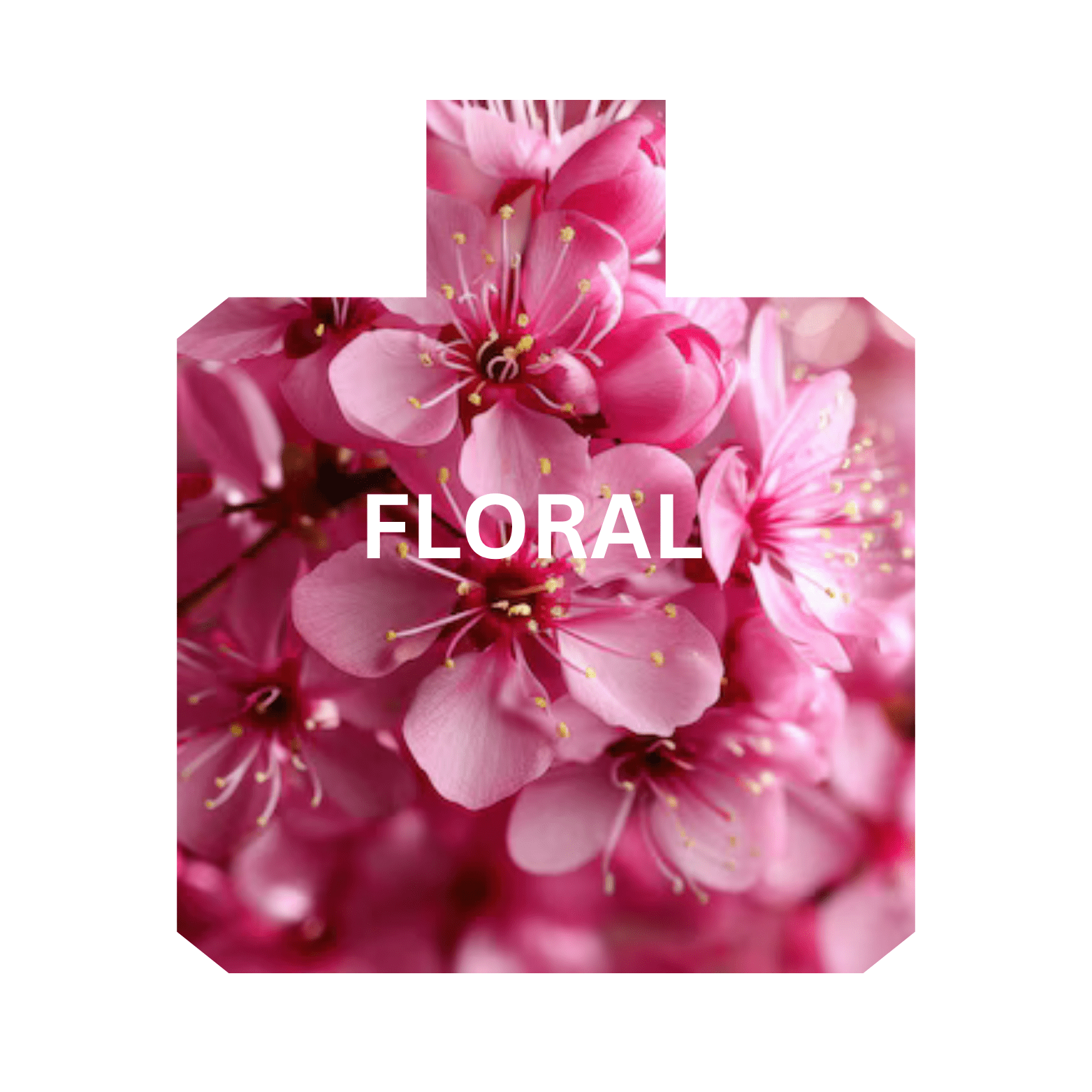 Floral scent family perfumes with long lasting fragrance